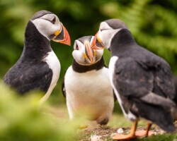Puffins Pembrokeshire Puffins