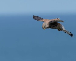 Kestrel Kestrel Pembrokeshire