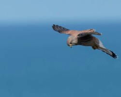 Kestrel Kestrel Pembrokeshire