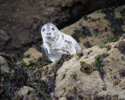 Seals Seals Pembrokeshire