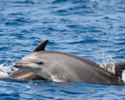 Dolphins Dolphins Pembrokeshire