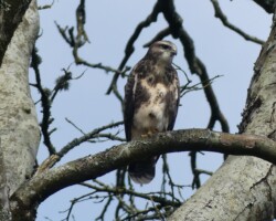 Buzzard Buzzard Pembrokeshire