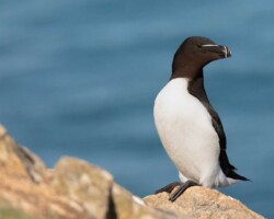 Razorbill Razorbill Pembrokeshire