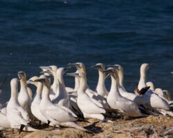 Gannets Gannets Pembrokeshire