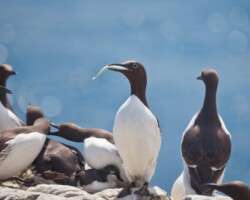 Guillemots Guillemots Pembrokeshire